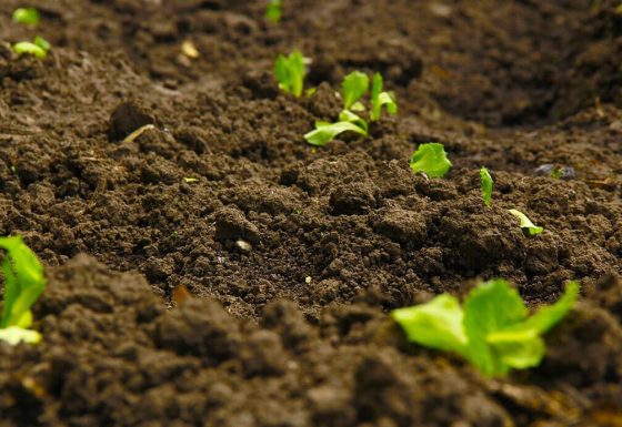 Make Plants Alive
