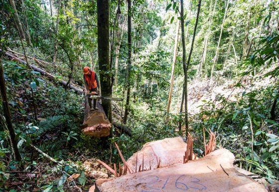 Save Forests