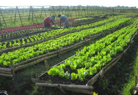 Western Agriculture