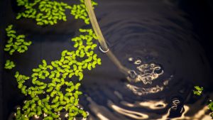 coltura di lenticchia d'acqua