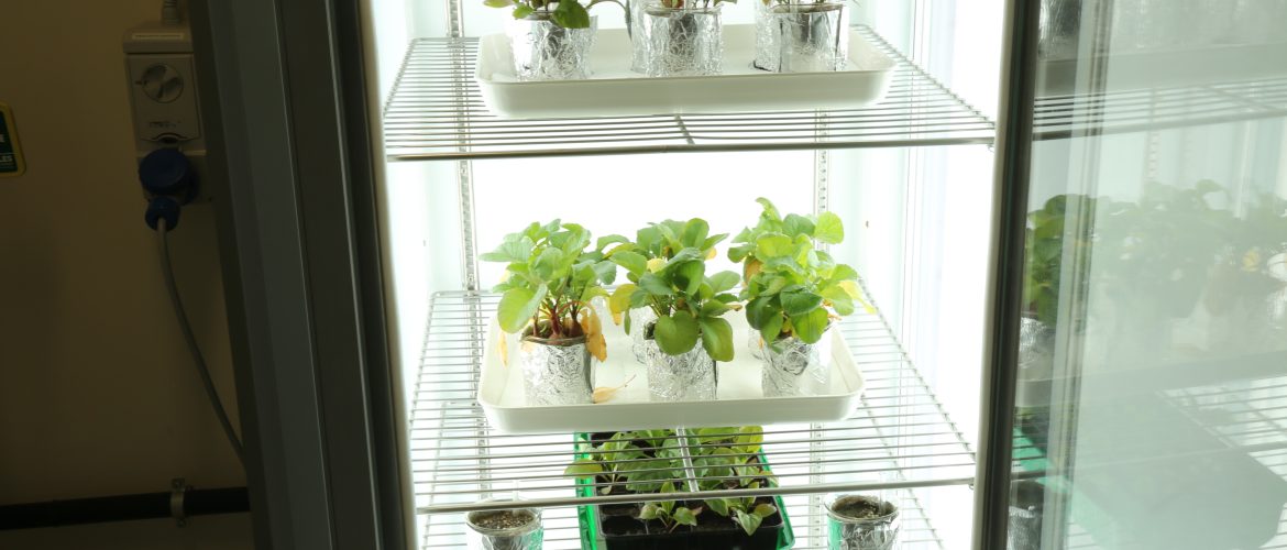 piante in incubatore