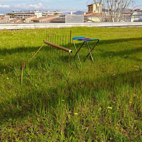 prato con biodiverstà