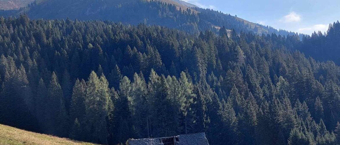 Panorama di montagna con abeti e casa in discesa