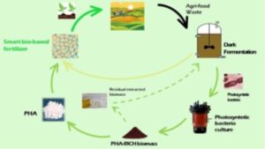 Schema sul riciclo degli scarti agricoli , economia circolare, BIOSMARTFERT