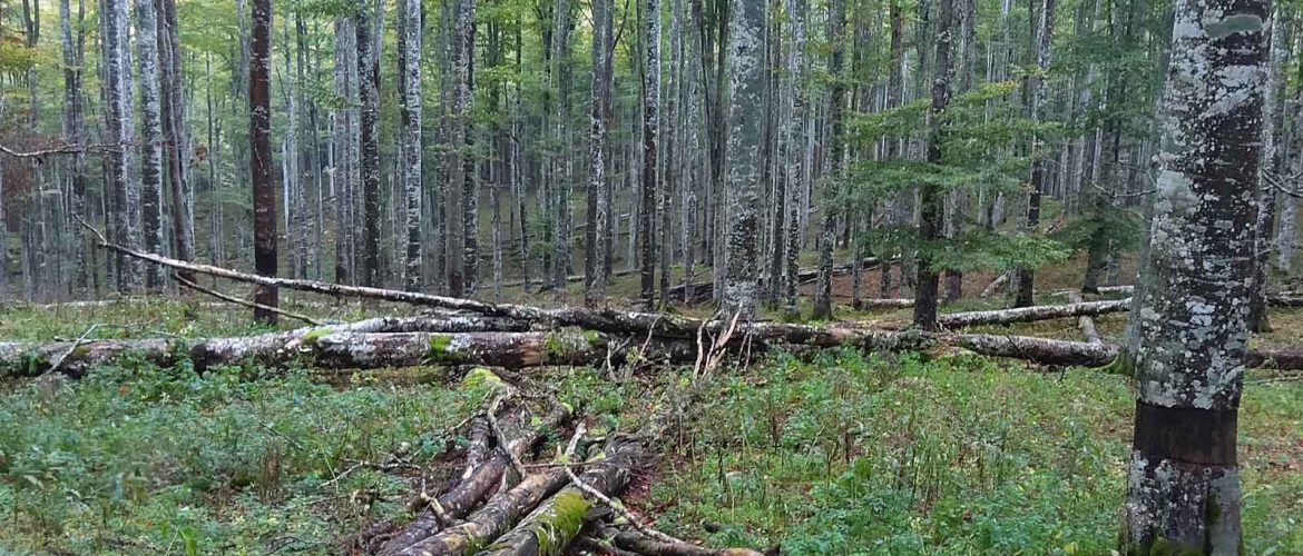 bosco con legno morto