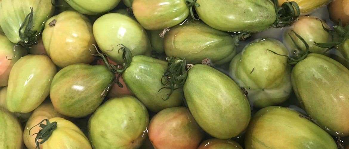 Pomodori insalatar verdi in trattamento con acqua e selenio