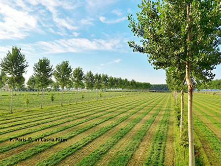 campo coltivano con pioppi al bordo