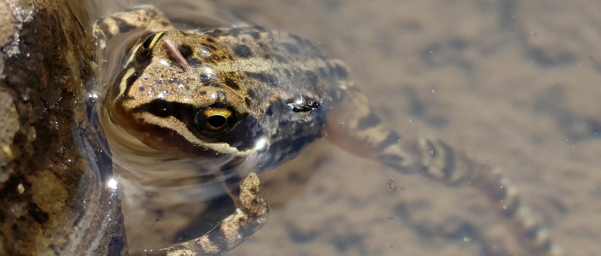 rana nell'acqua che emerge con la testa