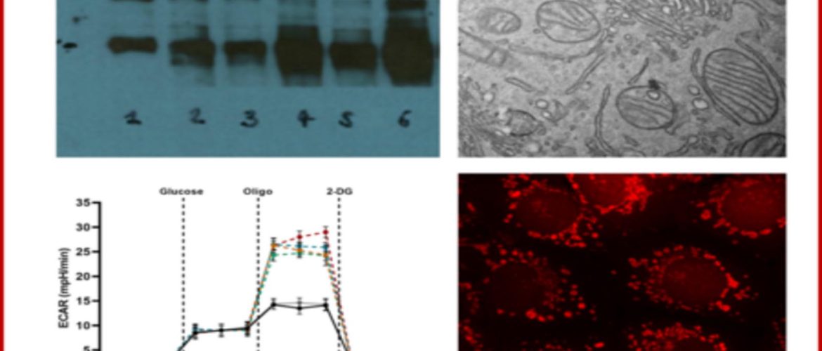 foto lab metabolismo cellulare