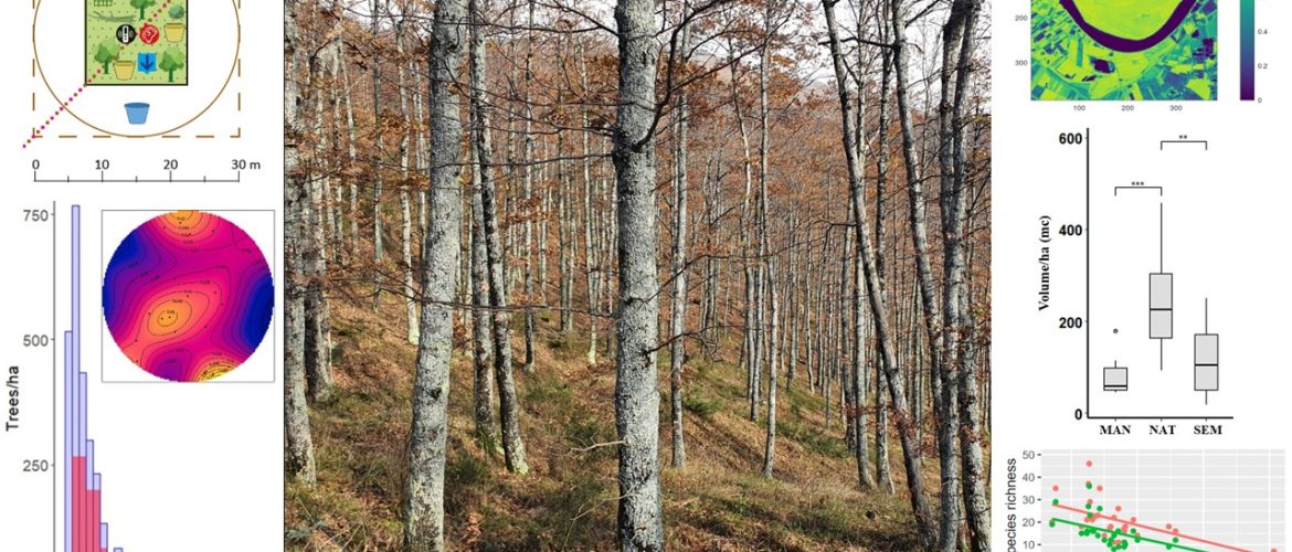 foto di un bosco contornata da grafici