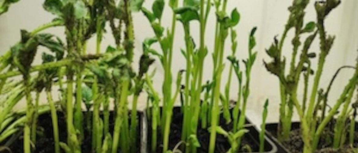 foto di piante su cui si allevano gli insetti