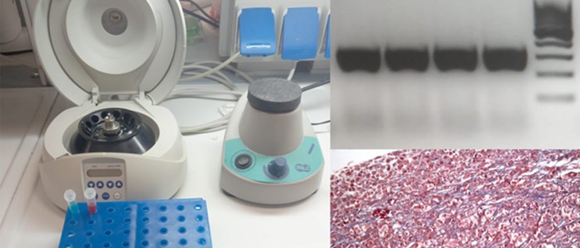 collage di foto del laboratorio
