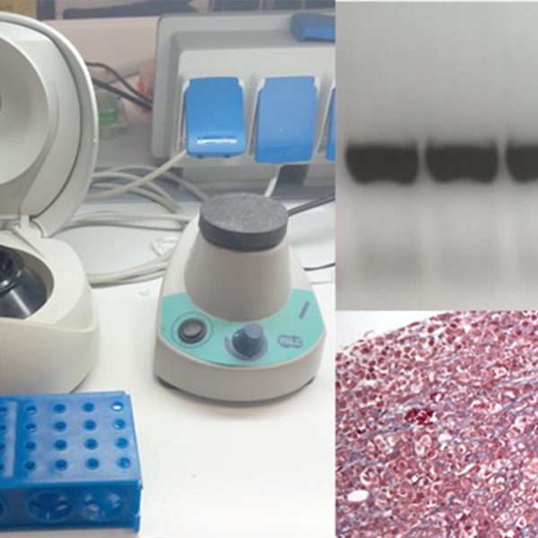 collage di foto del laboratorio