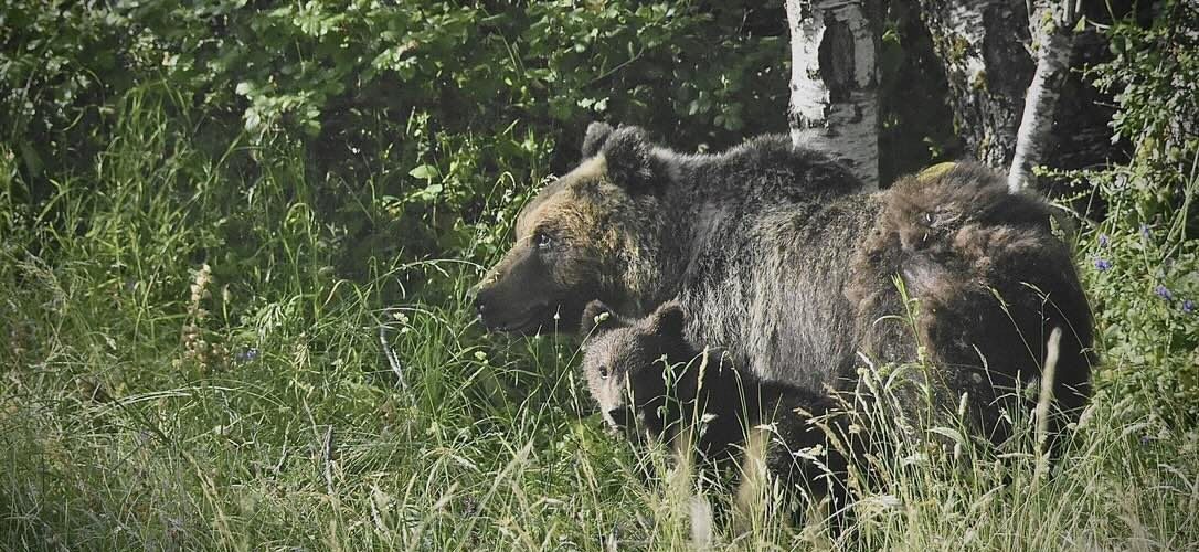 mamma orsa con cucciolo tra l'erba