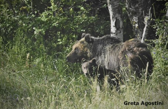mamma orsa con cucciolo tra l'erba