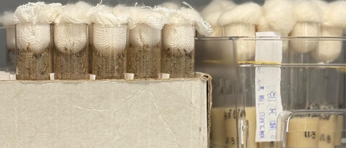 allevamenti di Drosophila