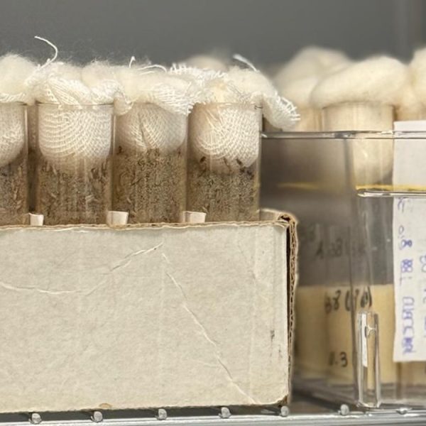 allevamenti di Drosophila