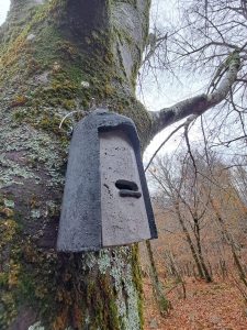 Batbox – Image credits: Emiliano Mori, Leonardo Ancillotto (CNR-IRET)