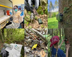 foto di campionamento di mammiferi