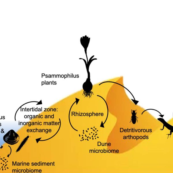 Koral - Biomarker genes from coastal ecosystem monitoring: a stronghold for the assessment of heavy metals impact