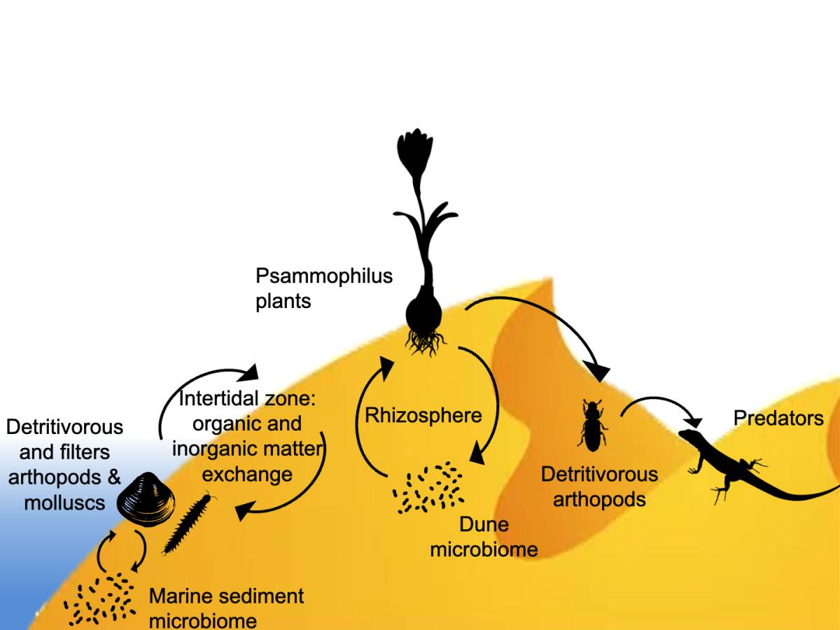 Koral - Biomarker genes from coastal ecosystem monitoring: a stronghold for the assessment of heavy metals impact