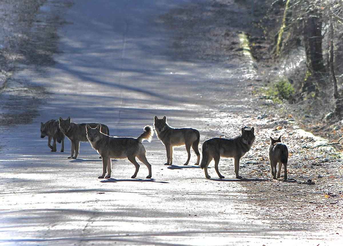 WOLF-Puglia, Wolves Observation and Landscape Framework in Puglia