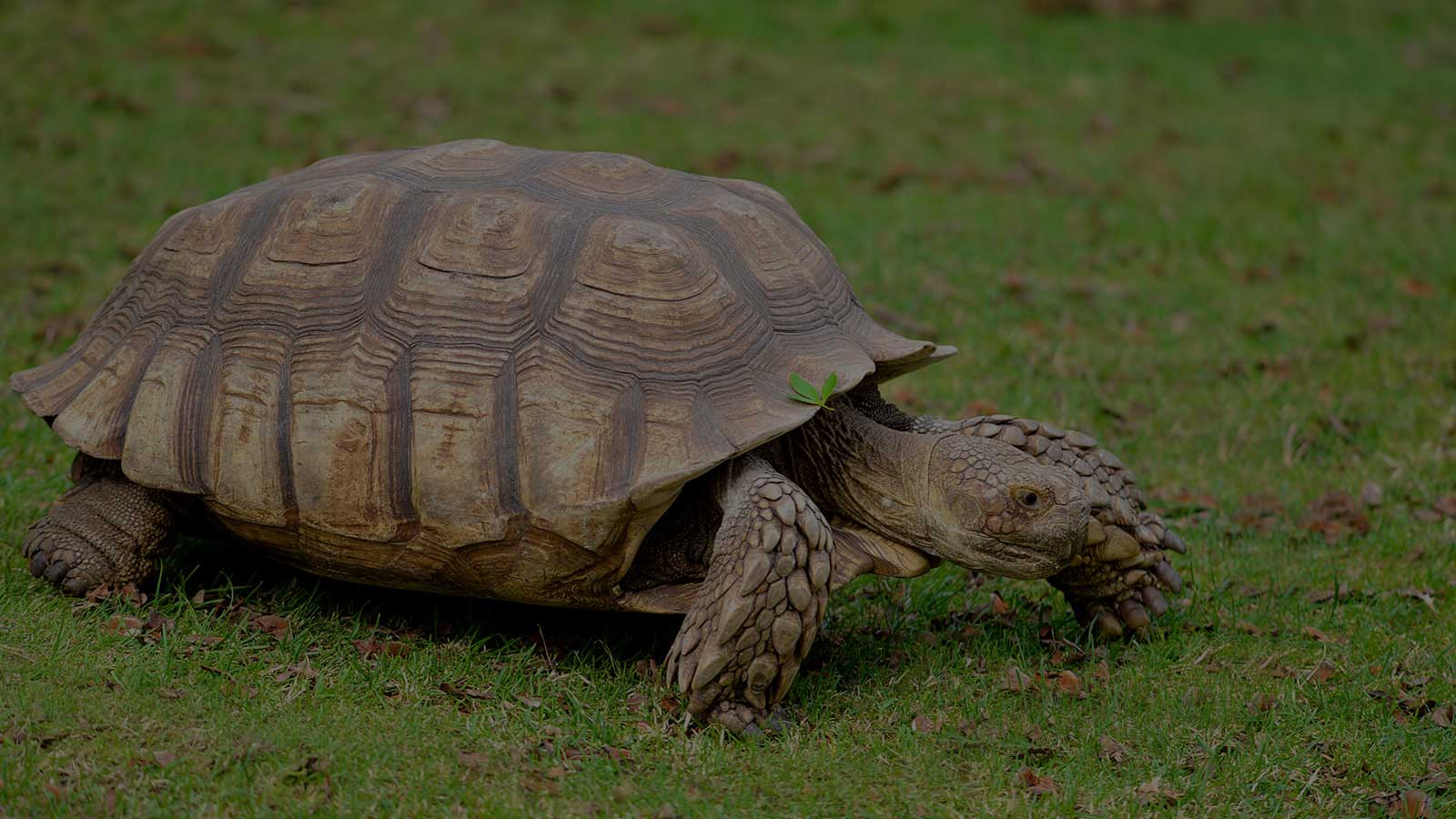Tartaruga